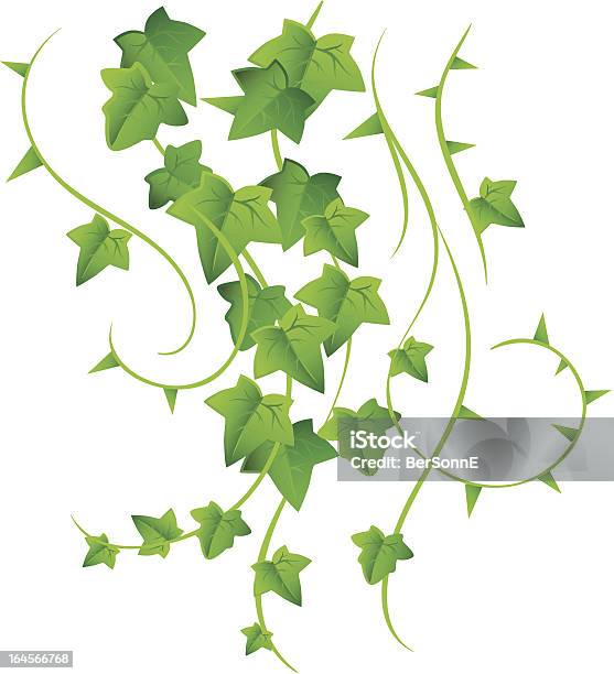 Grün Efeu Stock Vektor Art und mehr Bilder von Efeu - Efeu, Blatt - Pflanzenbestandteile, Grün