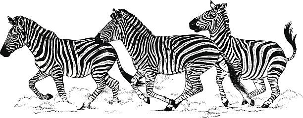 Herd of zebra Each animal is a complete and separate vector drawing stampeding stock illustrations