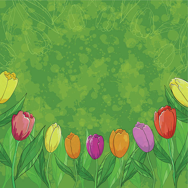illustrations, cliparts, dessins animés et icônes de fleurs de tulipes sur fond vert - eps10 decoration transparent green