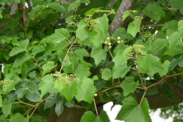 istock Ampelopsis glandulosa ( Porcelain berry / Wild grape ) Young berries. 1645692820