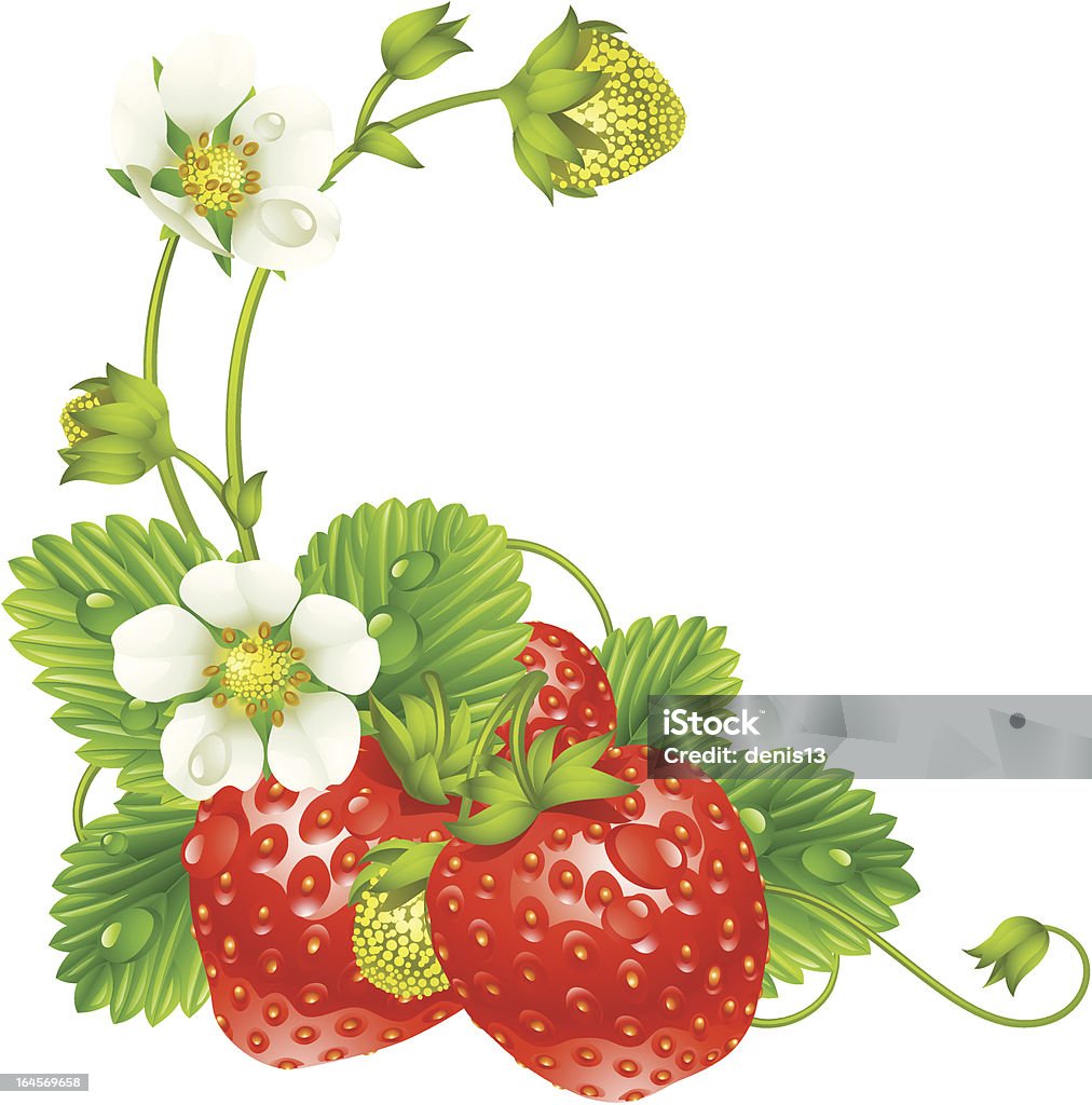 Vector strawberry frame isolated on white background Vector strawberry frame. Red berry and white flower isolated on background Flower stock vector