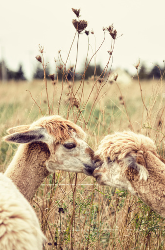 Two Alpacas nuzzle in a country pasture. Toned Image.