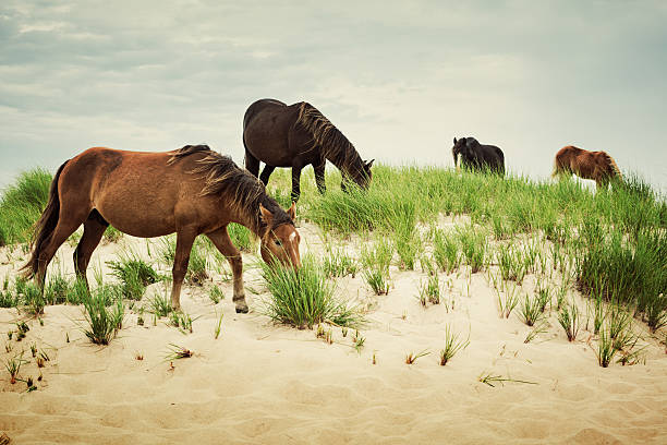 밴드오브호시즈 - non urban scene animals in the wild horse mammal 뉴스 사진 이미지