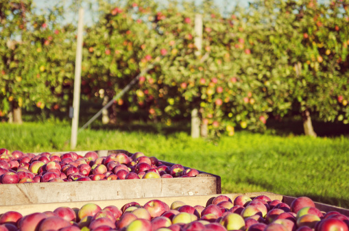 Farming and harvest of Honeycrisp apples in an orchard in Nova Scotia.