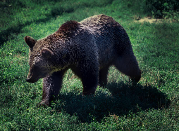 istock Young brown bear walk in grass outdoor 1645728387