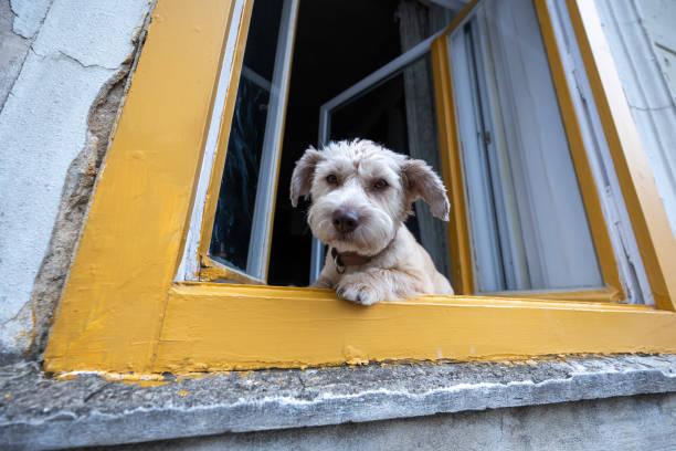 istock Cute white dog sitting in window 1645728945