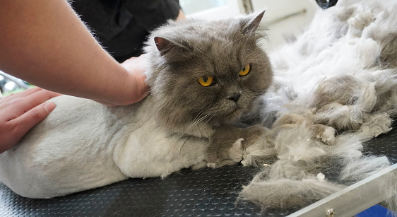 cat visits groomer, groomer cutting cat