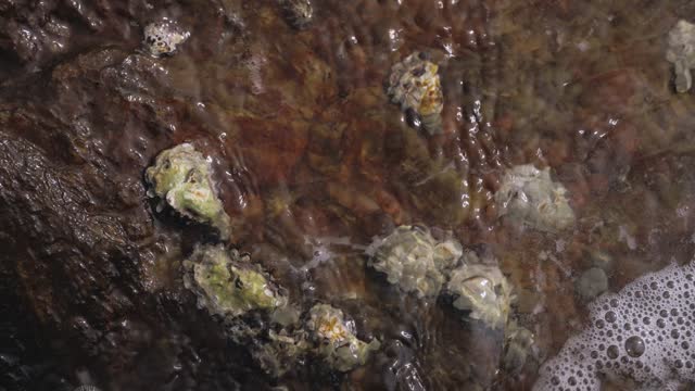 Oysters Underwater in the Wild on the Rocks in the Ocean