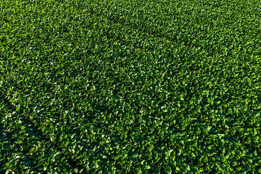 Soybean field from above, drone pov aerial shot of green legume plantation in perspective