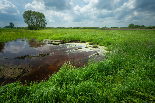 A puddle of water on a green dense meadow and a cloudy sky