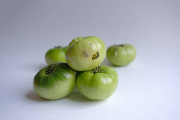 istock tomato caterpillar pest. crop (harvest) failure concept 1645756337