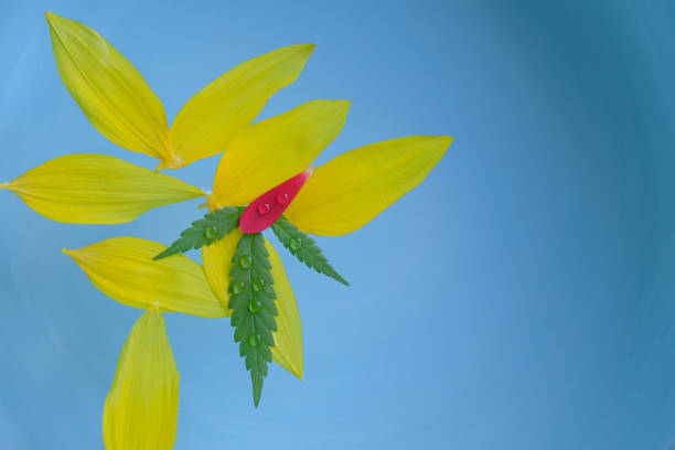 istock petals falling background. fallen flower petals with water drops on blue background 1645760497