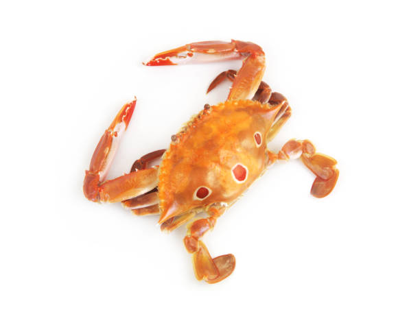 istock Cooked three spot swimming crab isolated 1645762537