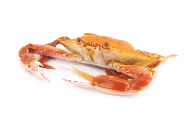 istock Cooked three spot swimming crab isolated 1645762543