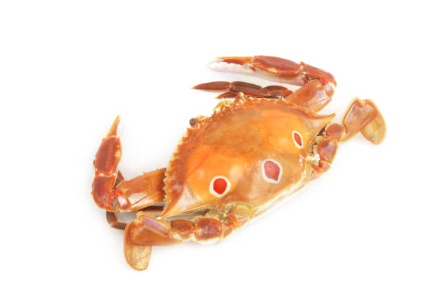 istock Cooked three spot swimming crab isolated 1645762552
