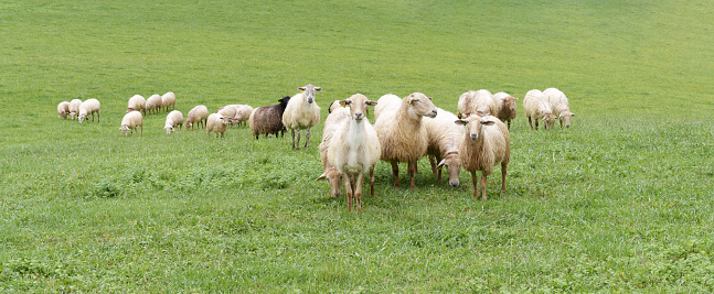 sheep farm grazing in green pastures, Euskadi, Spain