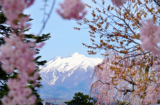 Mt.iwaki and Pink cherry blossom blooming in Spring of Hirosaki Park.