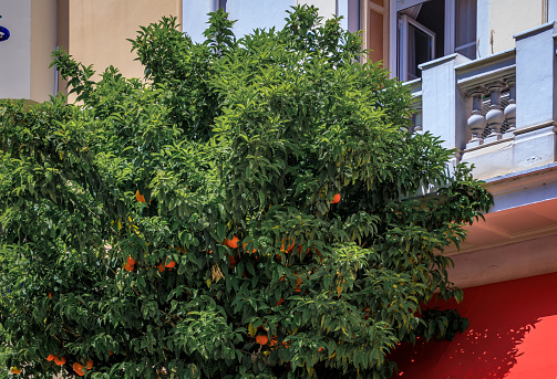 Bright ripe oranges on a tree in the Old Town, Vieille Ville in Menton, French Riviera, South of France, famous for growing citrus