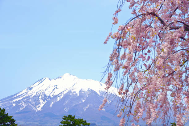 Mt.iwaki and Pink cherry blossom blooming in Spring of Hirosaki Park.