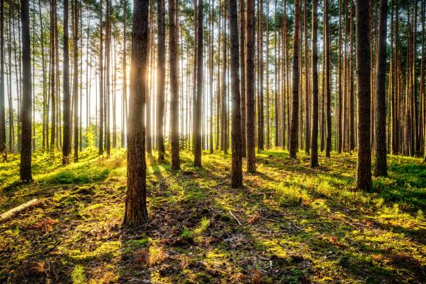 istock Scenic view of a green forest on a sunny day 1645768901