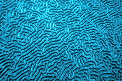 Organic texture of the hard brain coral
