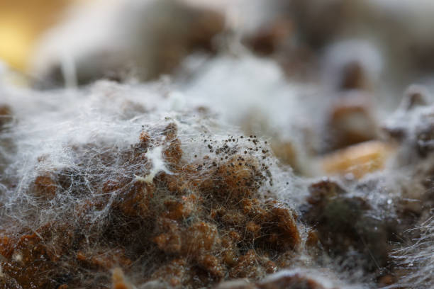 istock Close up,Growth of Bacteria and microorganisms 1645785482