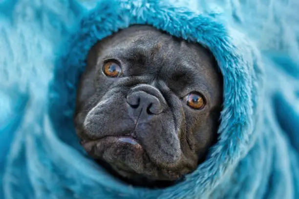 Photo of 2-Years-Old Blue Lilac Male Frenchie Wrapped in Towel.