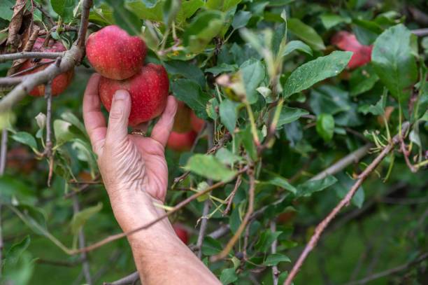 istock A man's hand picks organic red Gala apples from tree 1645788488