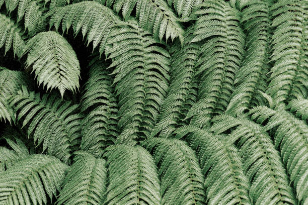 istock Leaves with faded rough particles 1645800855