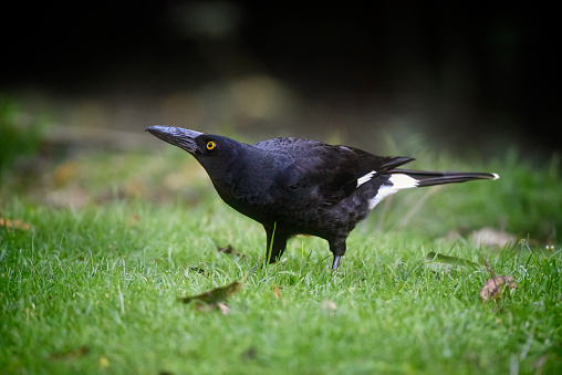 Pied Currawong standing on the grass