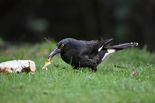 Pied Currawong eating chicken on the grass