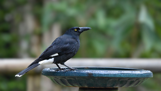 Pied Currawong perched on a bird bath