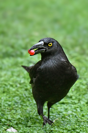Pied Currawong eating grapes on the ground