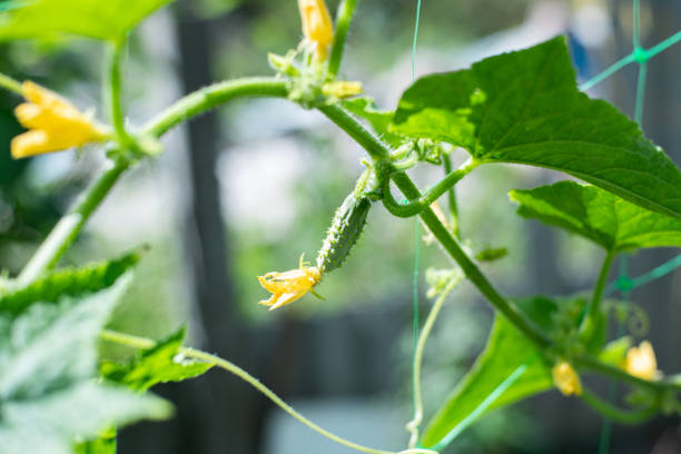 Young cucumber with yellow flower. Green and yellow colours