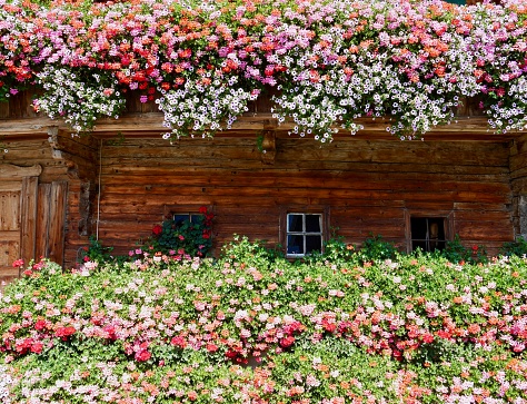 Wooden facade of traditional wooden farm with colorful flowers in Tyrol, Austria.