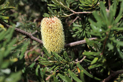 Coastal banksia (Banksia integrifolia), is also known as coast banksia, honeysuckle, white banksia, white bottlebrush, white honeysuckle and honeysuckle oak. It is a tree that grows along the east coast of Australia and is one of the most widely distributed Banksia species. It is highly variable in form and is hardy and versatile garden plant. Its leaves have dark green upper surfaces and white undersides, a contrast that can be striking on windy days.