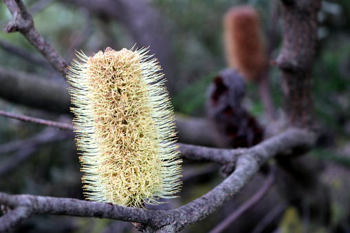 Coastal banksia (Banksia integrifolia), is also known as coast banksia, honeysuckle, white banksia, white bottlebrush, white honeysuckle and honeysuckle oak. It is a tree that grows along the east coast of Australia and is one of the most widely distributed Banksia species. It is highly variable in form and is hardy and versatile garden plant. Its leaves have dark green upper surfaces and white undersides, a contrast that can be striking on windy days.