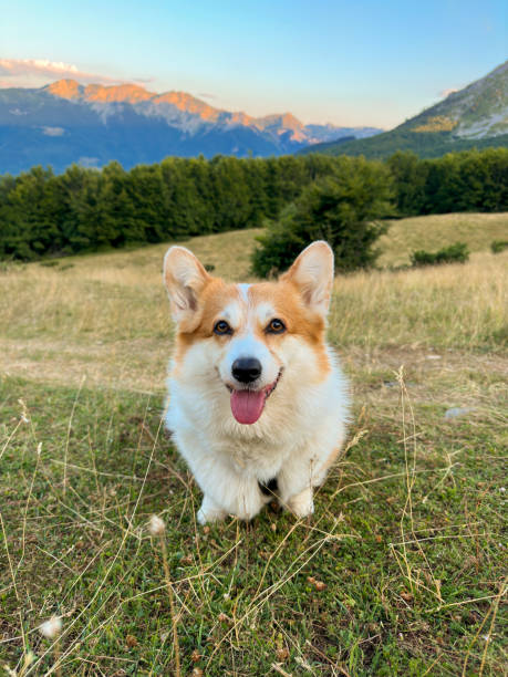 istock Happy corgi dog on the fields in the mountains 1645830936