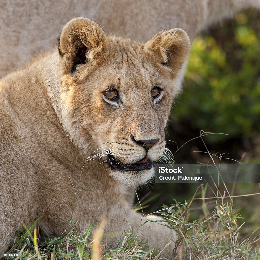 ライオン cub の Maasai Mara - アフリカのロイヤリティフリーストックフォト