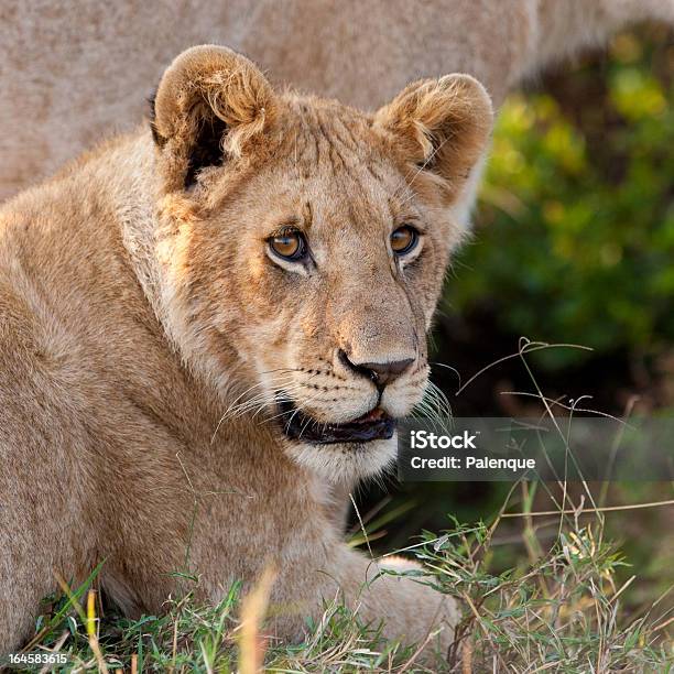 Lwiątko W Masajów Mara - zdjęcia stockowe i więcej obrazów Afryka - Afryka, Bez ludzi, Dziki kot