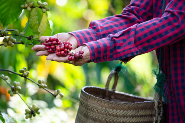 istock agriculture hands picking arabica coffee cherry on tree 1645836218