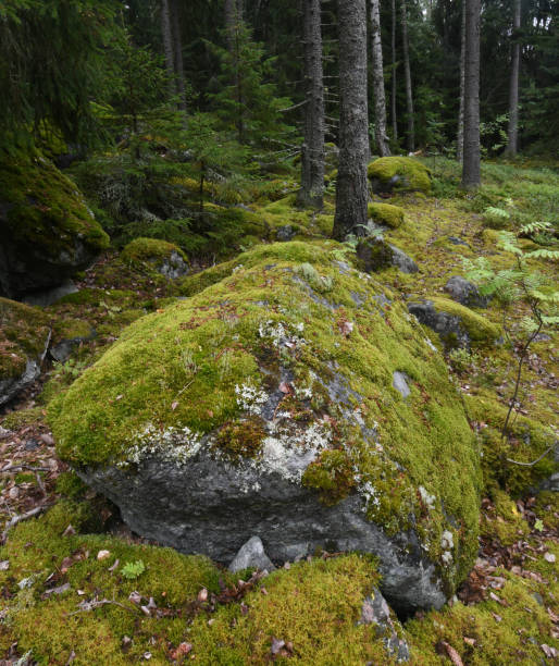 A moss covered boulder in a woodland on the Kvarken Archipelago Finland stock photo