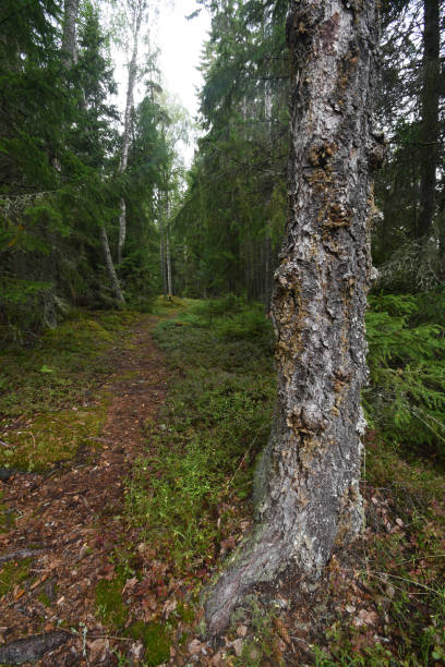 A path through a forest in the Kvarken Archipelago Finland stock photo