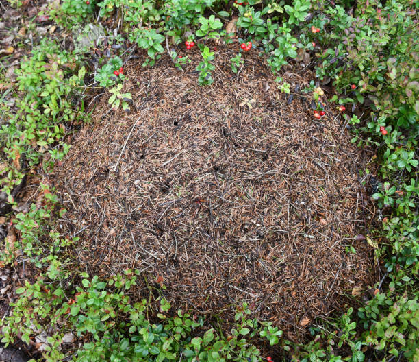 A wood ant's nest in a Finnish forest stock photo