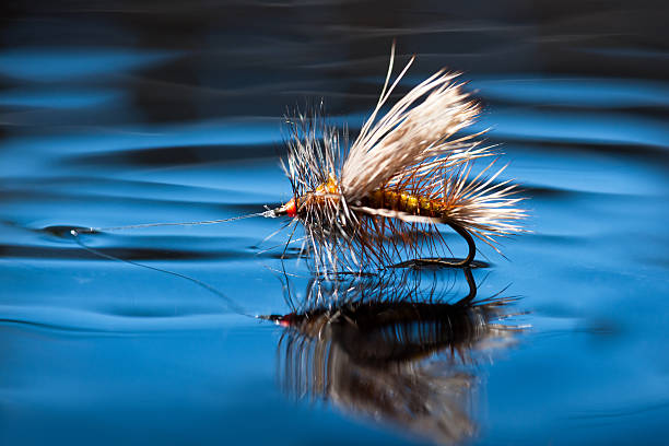 Dry Fly on Water Surface A close up of a dry fly (Simulator pattern) on the surface of water. fishing gear stock pictures, royalty-free photos & images