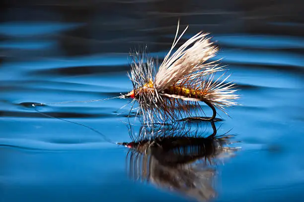 A close up of a dry fly (Simulator pattern) on the surface of water.