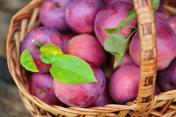 Ripe red Apples in a Basket Outdoor. Autumn Garden