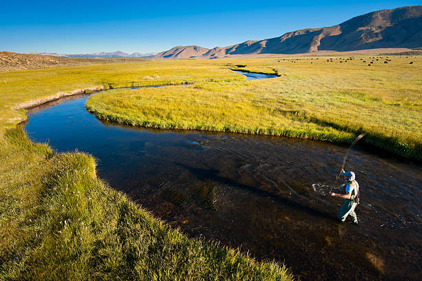 Fly Fishing on the Owens River A fly fishermen on the Upper Owens, early morning in the Eastern Sierras. owens river stock pictures, royalty-free photos & images