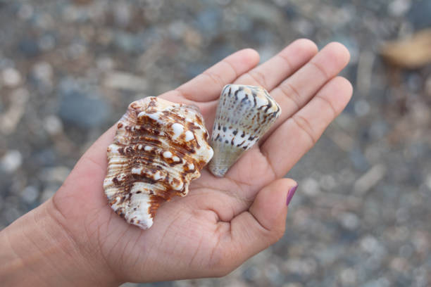 View of the woman's hand holding shell found at the beach, looking at the beautiful sea background with group of traditional boats on Zanzibar island, Tanzania