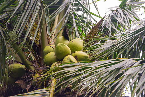 Large green coconuts on a palm tree close-up. high quality photo